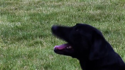 Hunde singen Happy Birthday | Alles Gute zum Geburtstag ◄◄◄