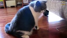 Funny Cat 18-12-2015