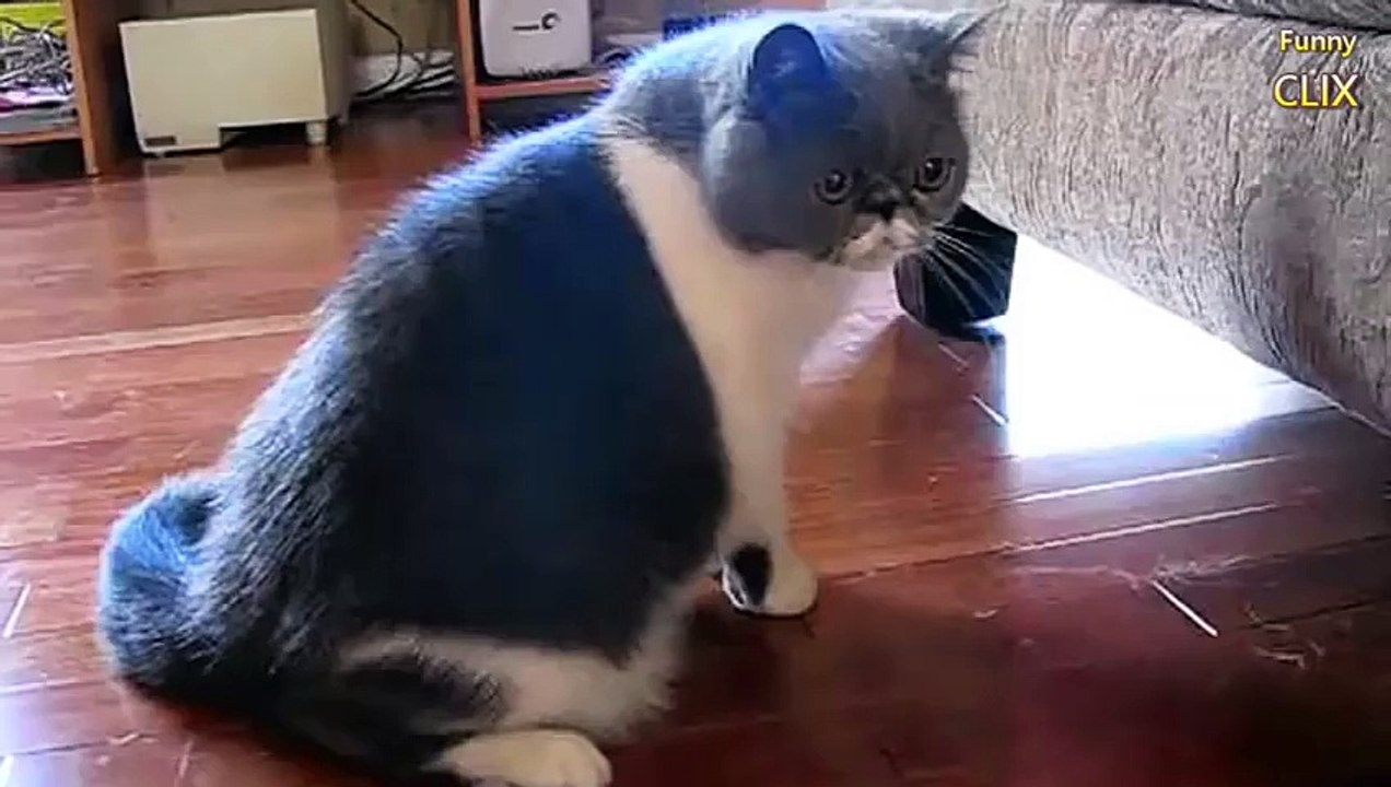 Funny Cat 18-12-2015