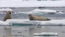 Massive Polar Bear surprises Seal laying on floating Ice and attacks him