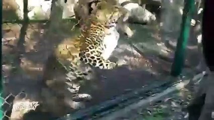 Zookeeper Feeding Fail - Panther Attack