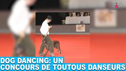 Dog dancing: un concours de toutous danseurs! Aujourd'hui dans la minute chien #72
