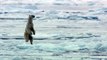 Un ours polaire affamé surprend un phoque sur la banquise arctique