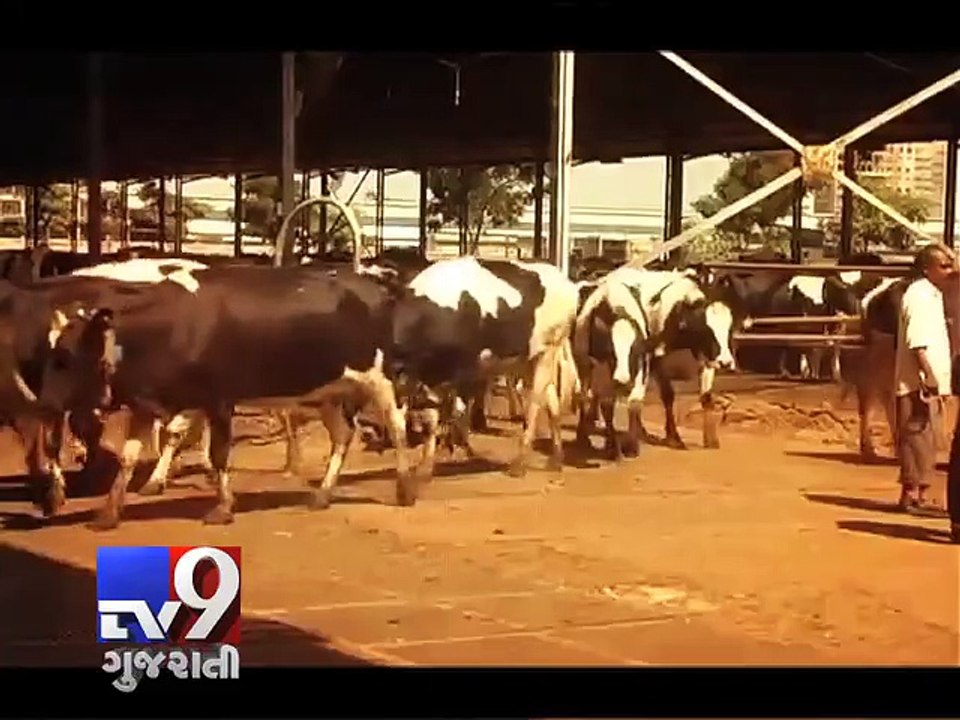 Gujarat govt releases Rs 41.82 crore for Porbandar cow sanctuary - Tv9 Gujarati