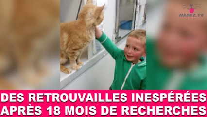 Des retrouvailles inespérées après 18 mois de recherche! L'histoire dans la minute chat #72