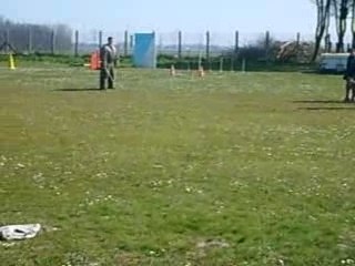 Entrainemen De Chien Méchant
