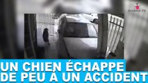 Un chien échappe de peu à un accident! À découvrir dans la minute chien #73