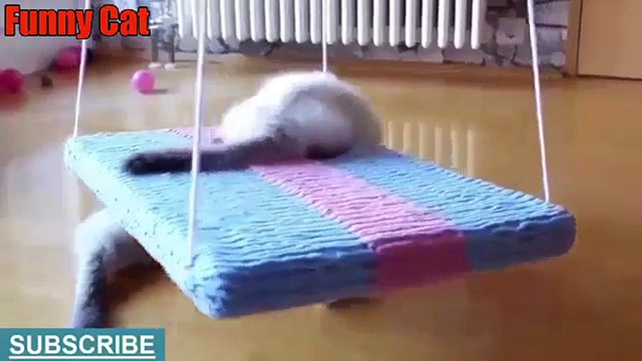 Very Funny Cats Compilation 2015