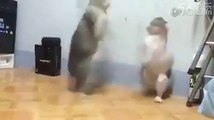 Cats fighting very dangerous
