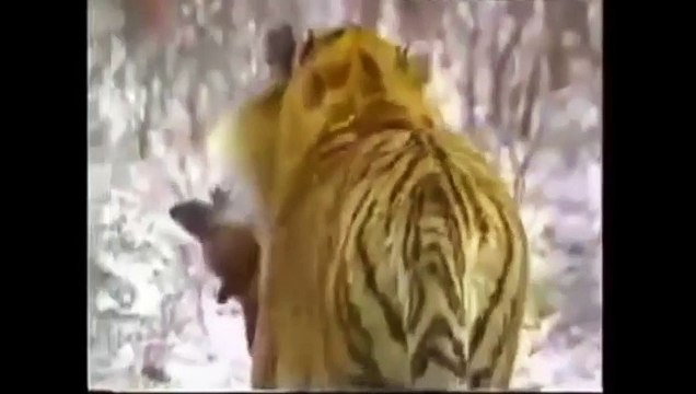 Wild Animals Hunting Dog. Pit Bull vs Tiger. Leopard Attack Guard Dogs. Mountain Lion vs Dog.