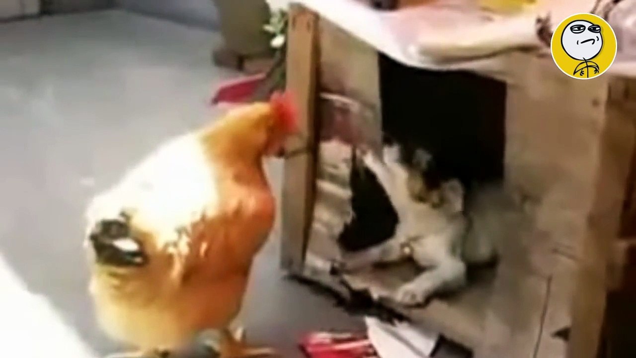 Los mejores videos de humor y risa divertidos, mas graciosos del mundo YouTube 2013 Animales salidos