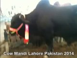 Black Bull In Cow Mandi Of Lahore Pakistan