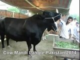 Heavy Black Bull In Cow Mandi Of Lahore Pakistan