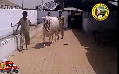 Heavy White Bull At Cattle Farm 2014