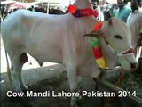 White Bull In Cow Mandi Lahore Pakistan