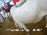 Khoobsorat White Bachray Ki Walking In Cow Mandi Of Lahore Pakistan