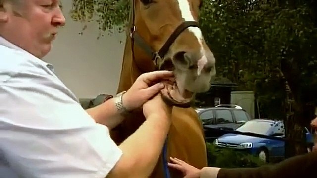 Der XXL Ostfriese Gute Laune