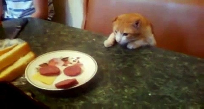 Кот и колбаса. Быть или не быть