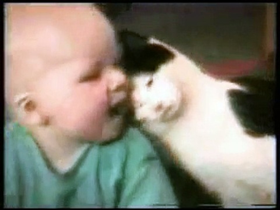 very funny cats