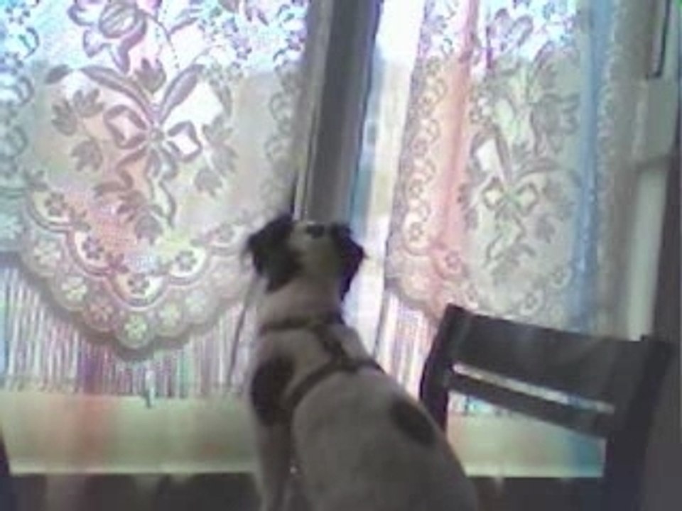 Chipie la pie