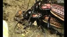 Carabus granulatus eats mollusc