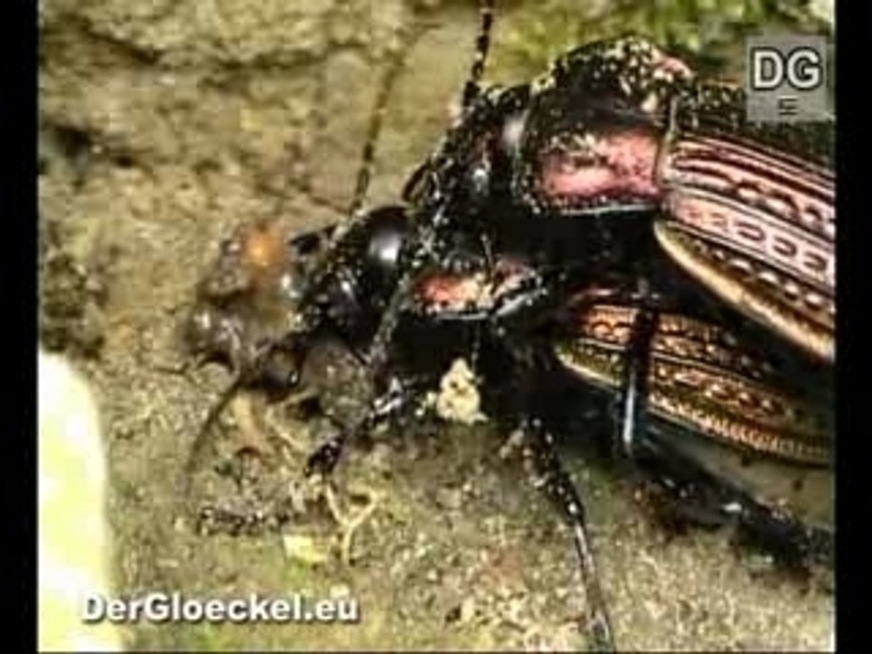 Carabus granulatus eats mollusc