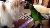 funny cats vs parrots video parrot annoying funny compilation