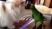 funny cats vs parrots video parrot annoying funny compilation