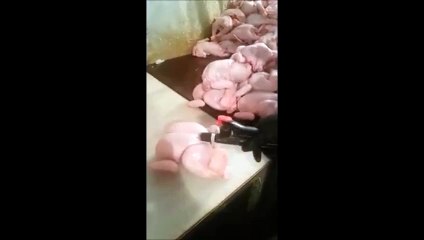 This Is Shocking … Big Turkeys full of air! Scandal