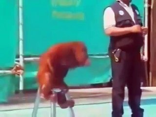 Con khỉ tinh quái trêu ông chủ,animals,look manki,look fani manki,