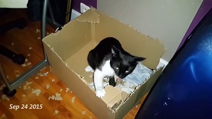 Le chat et le carton : 3 mois pour le défoncer