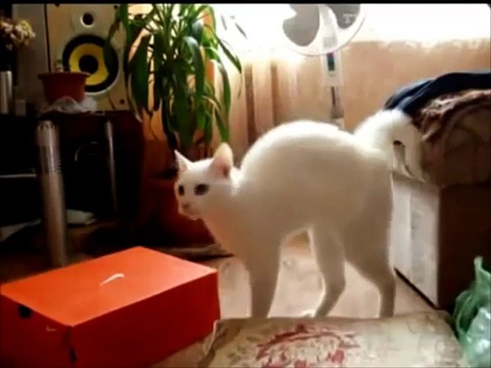 very funny crazy cats