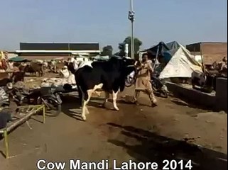Beautifull Cow Waiting For Qurbani In Cow Mandi Lahore Pakistan