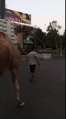 Camel Walk On Road Before Qurbani 2015-16