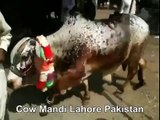 Beautiful Brown And White Bachra In Cow Mandi Of Lahore Pakistan