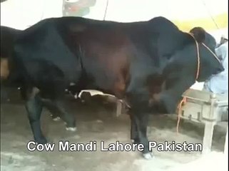 Brown Black Bull In Cow Mandi Lahore Pakistan