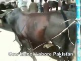 Black Bull In Cow Mandi Lahore Pakistan