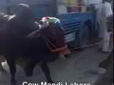Red Bull Walking In Cow Mandi Of Lahore Pakistan