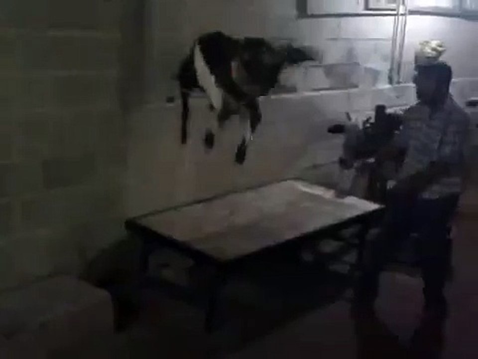 Goat Playing & Jumping On Table Qurbani 2015