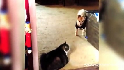 Cats that won't let dogs pass by