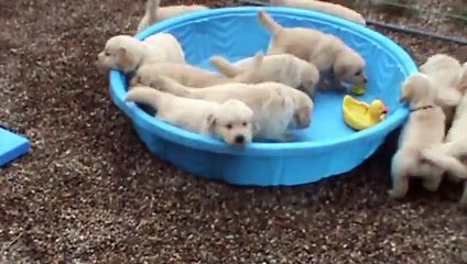 5 week old golden retriever puppies really mad when someone doesn't fill their pool!