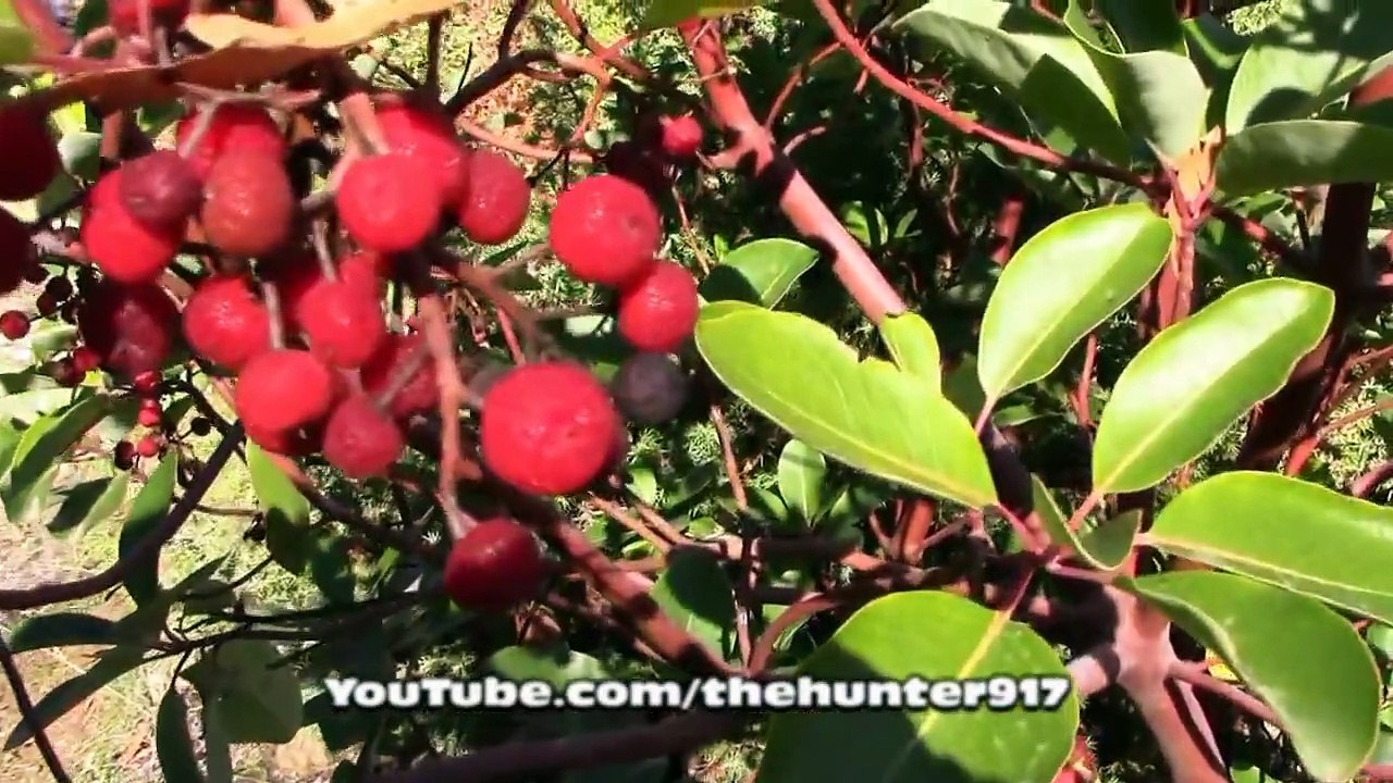 K.Maraş Andırın Domuz Avı Wild Boar Hunting
