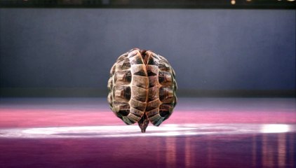 Les tortues font du patinage artistique - Joyeuses fêtes sur France 3