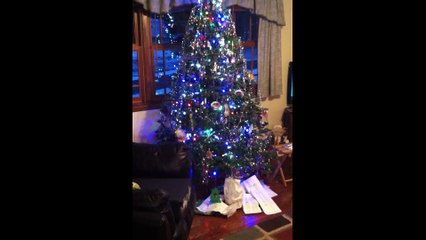 Sweet Dog Can&#39;t Hold In His Christmas Excitement