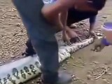 Exclusive Footage Of Largest Snake 2014 TOO BIG ANACONDA Watch , Share & Like