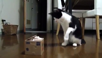 Кот не отходил три дня от игрушки