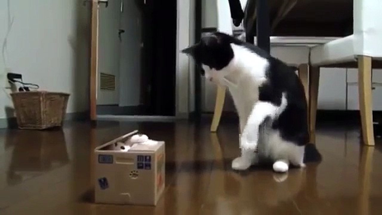 Кот не отходил три дня от игрушки
