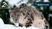 The year of the snow leopard, polar bears in trouble & fugitive penguins