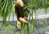 Anteater Takes to the Trees in a Quest to Find Ants