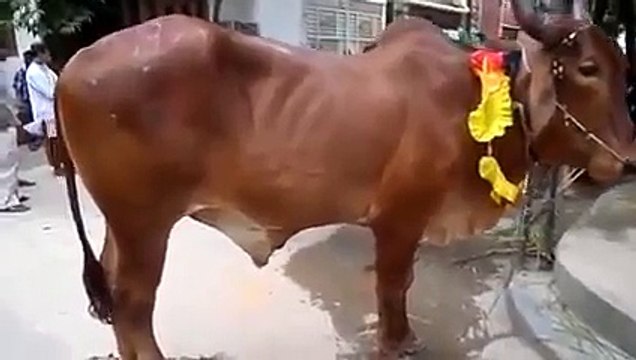 Gabtoli Cow Haat In Bangladesh 2015 Bakra Eid